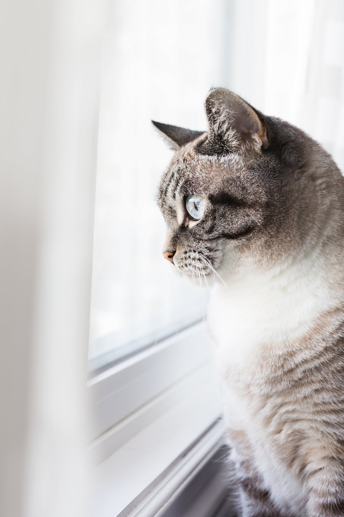 The Essential New Cat Owner Guide: Everything You Need for a Happy, Healthy Kitty