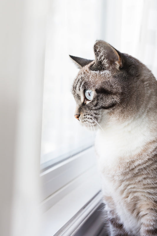The Essential New Cat Owner Guide: Everything You Need for a Happy, Healthy Kitty